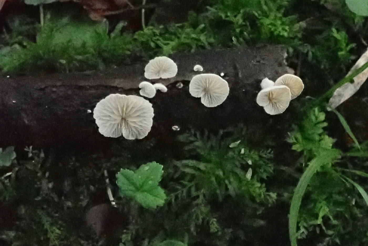 Photo by Penny Cullington Crepidotus cesatii by Penny Cullington